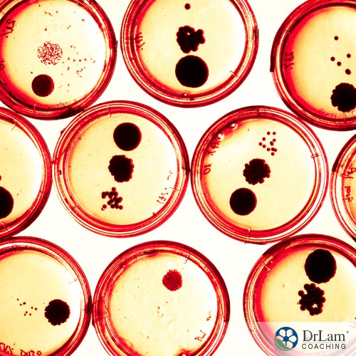 Pathogenic autoimmune system and bacteria