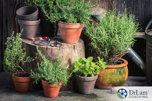 Healthy herbs grown at home