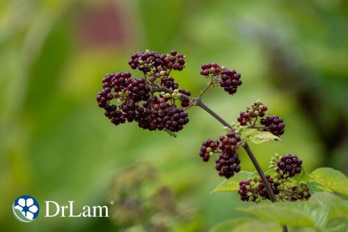 Clusters of Eleuthero on a green, leafy stem