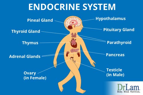 The endocrine system can be taken over by Adrenal Fatigue