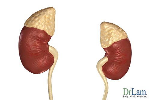 Chronic Fatigue symptoms recovery should come first