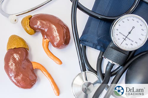 An image of kidneys and their adrenal glands next to a stethoscope