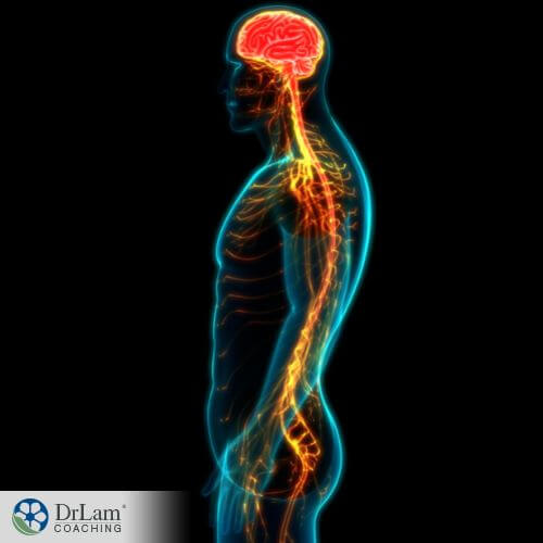 An image of the human body's nervous system