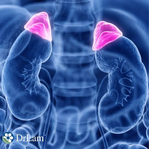 An image of the adrenal glands
