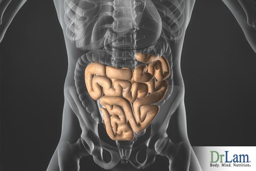 Human Intestines and Post Viral Fatigue