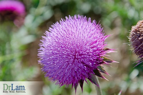 milk thistle estrogen hormone 1781 6