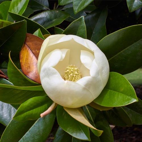 An image of a magnolia grandiflora plant