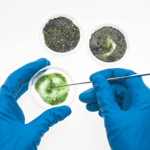 An image of mold samples in a petri dish